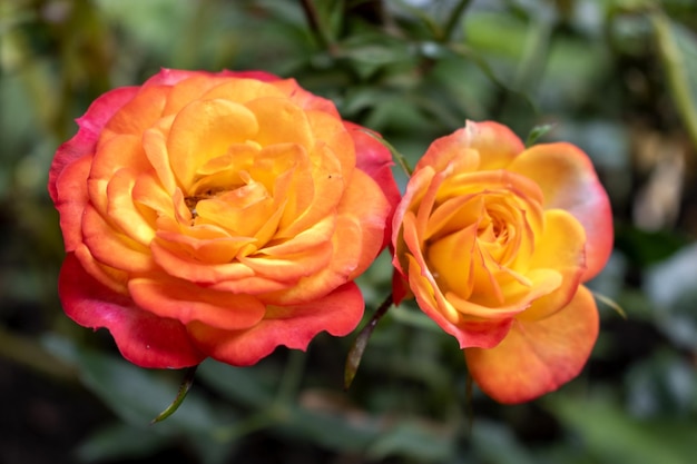 rosas de color naranja con amarillo