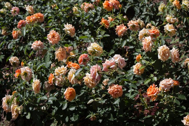 Rosas de colores en un jardín de rosas