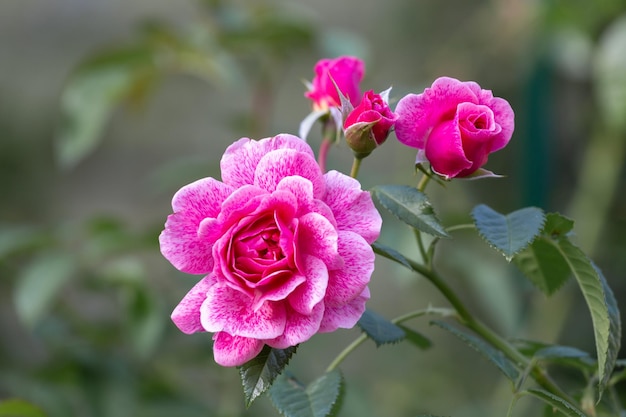 Rosas cor de rosa brilhantes em um fundo verde