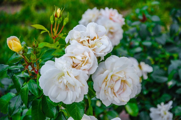 Rosas cor de rosa claras em macro