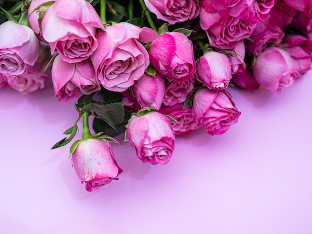 Rosas cor de rosa close-up