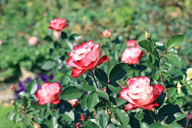 Rosas cor de rosa com folhas verdes no jardim natural