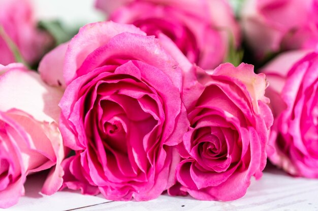 Rosas cor de rosa com o caule em um fundo de madeira branco pintado