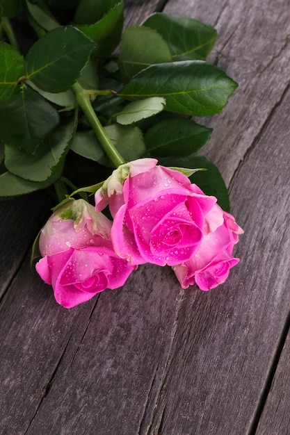 Rosas cor de rosa contra um fundo escuro