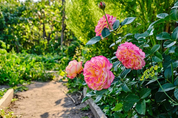 Rosas cor de rosa crescendo casa de verão quente dia de verão