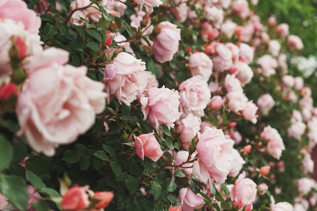 Rosas cor de rosa desabrocham em buquês