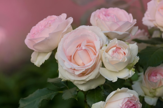 Rosas cor-de-rosa e brancas florescem em um jardim tropical Rosa cor-de-rosa com folhas verdes em estufa Eden roze flower