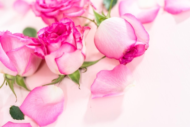 Rosas cor de rosa e pétalas de rosa em um fundo rosa.