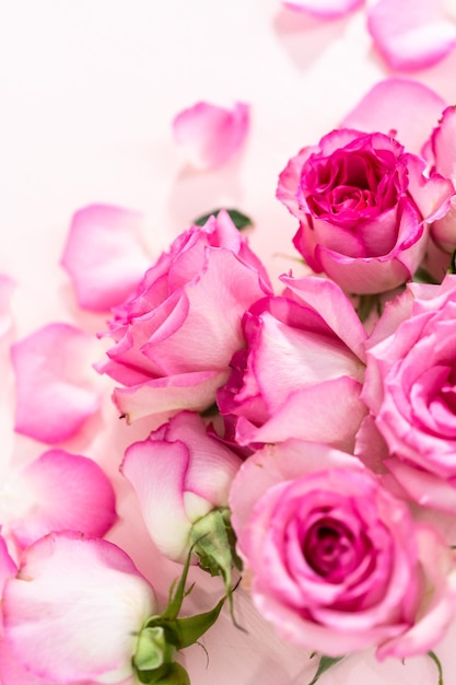 Rosas cor de rosa e pétalas de rosa em um fundo rosa