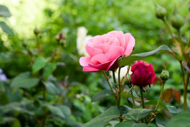 Rosas cor de rosa e vermelhas no jardim botânico