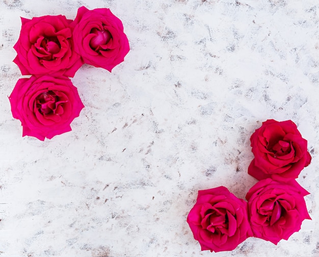 Rosas cor de rosa em branco