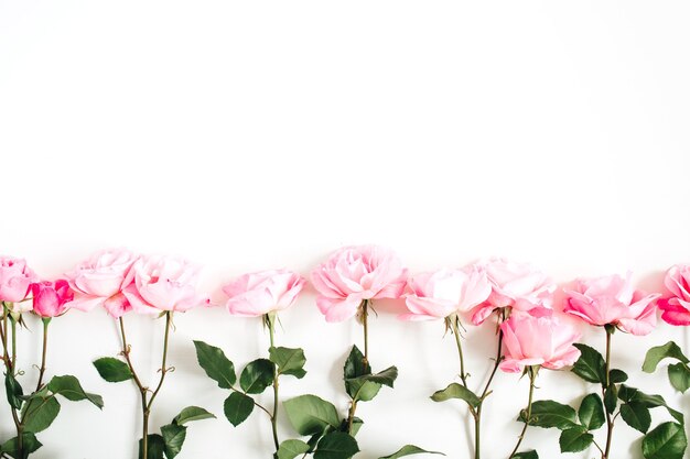 Rosas cor de rosa em branco