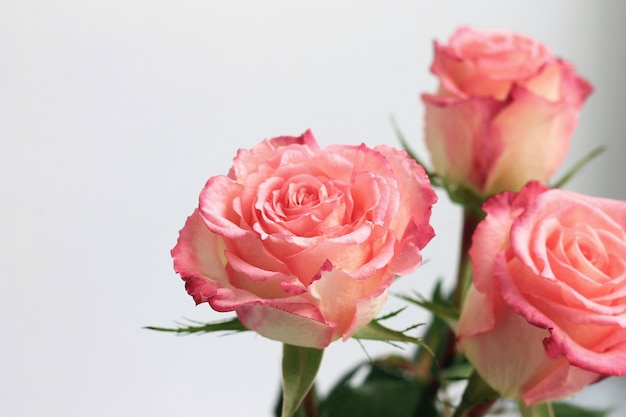 Rosas cor de rosa em fundo cinza