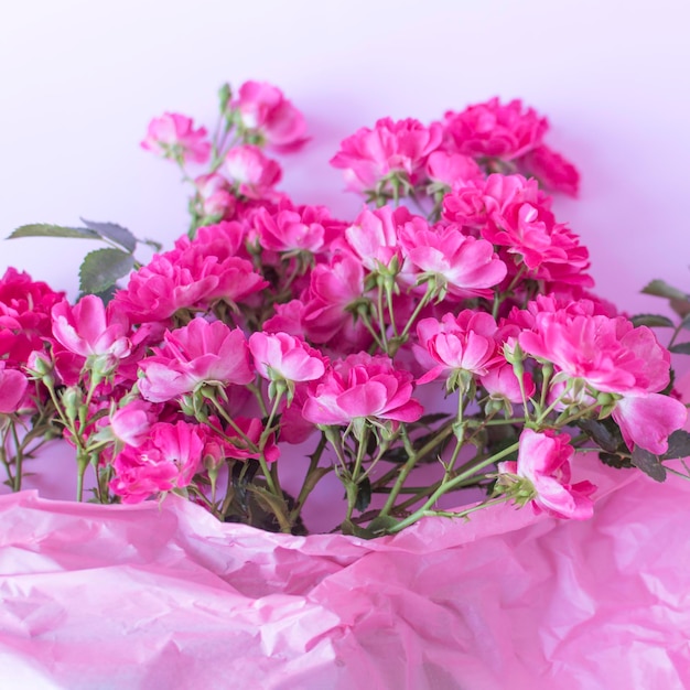 Rosas cor de rosa em fundo rosa pastel Cartão de flor festivo com foco seletivo Borrão