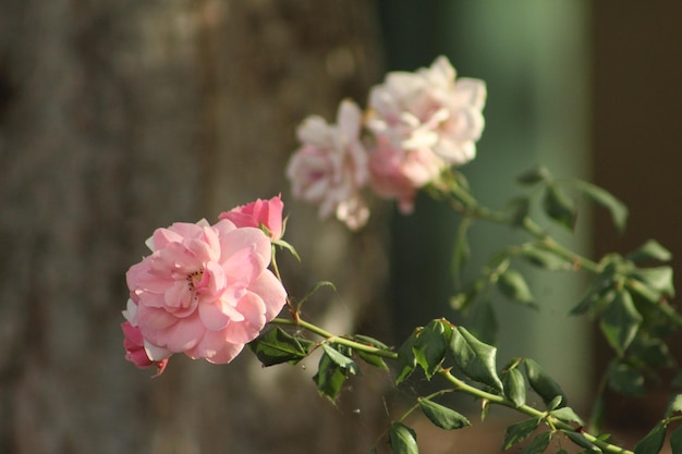 Rosas cor de rosa em galhos saindo um do outro