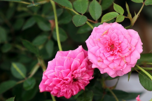 Rosas cor de rosa em tropical