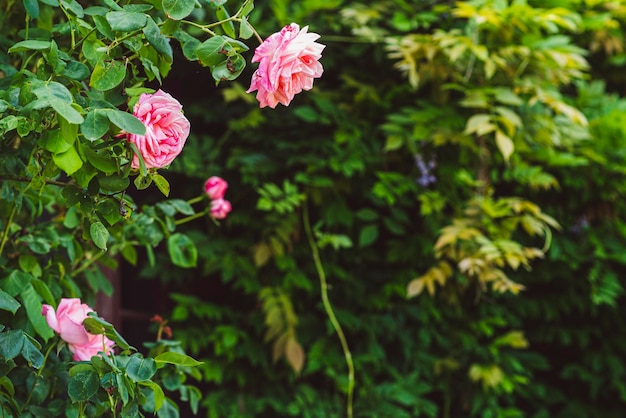 Rosas cor de rosa em um arbusto no verão