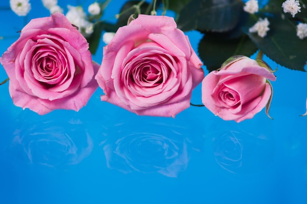 Rosas cor de rosa em um fundo azul vista de posição plana de cima