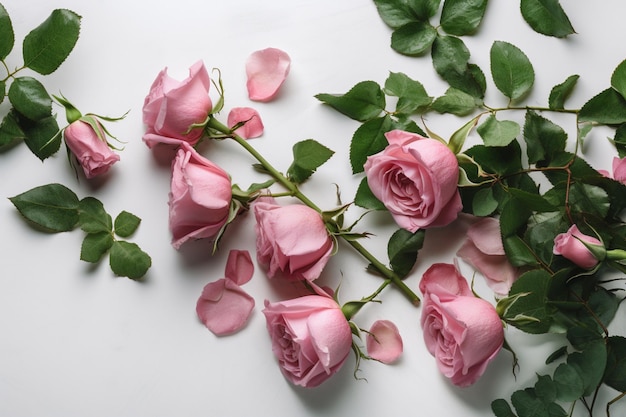 Rosas cor de rosa em um fundo branco