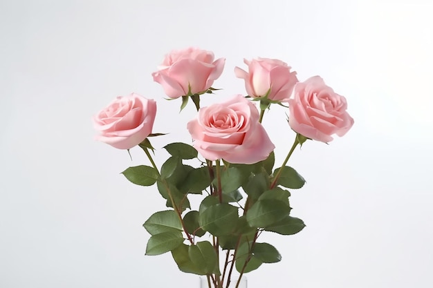 Rosas cor de rosa em um vaso contra um fundo branco