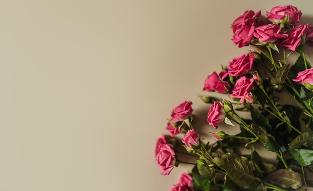 Rosas cor de rosa em um vaso