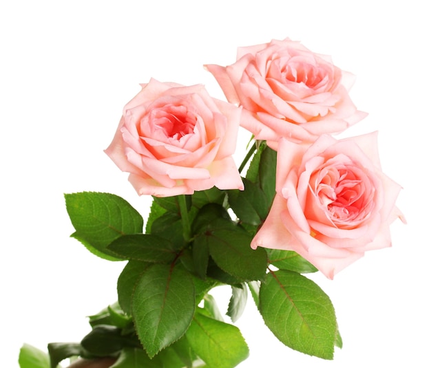 Rosas cor de rosa isoladas em branco