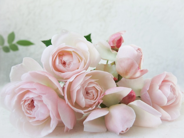 Rosas cor de rosa isoladas no fundo branco, perfeitas para cartões e convites de fundo