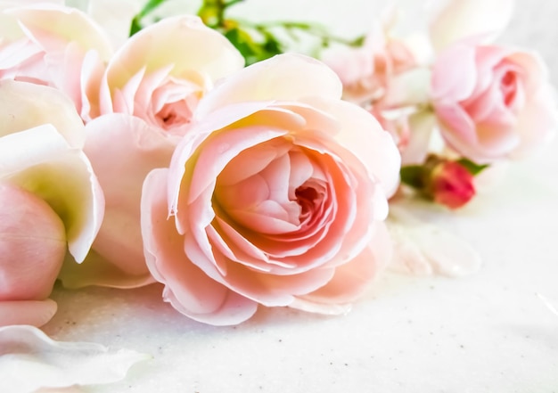 Rosas cor de rosa isoladas no fundo branco perfeito para cartões de fundo e convite