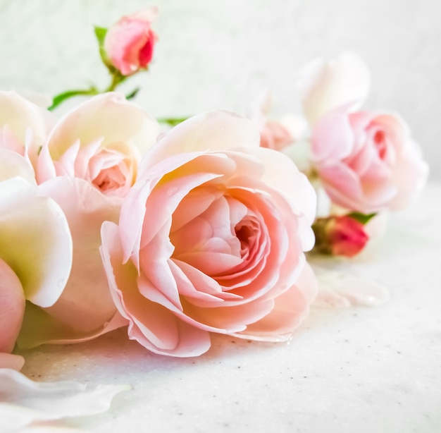 Rosas cor de rosa isoladas no fundo branco. Perfeito para cartões de fundo e convites de casamento, aniversário, dia dos namorados, dia das mães. Com uma proporção quadrada de 1x1.