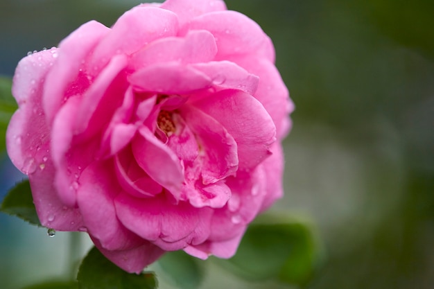 Rosas cor de rosa na luz da manhã