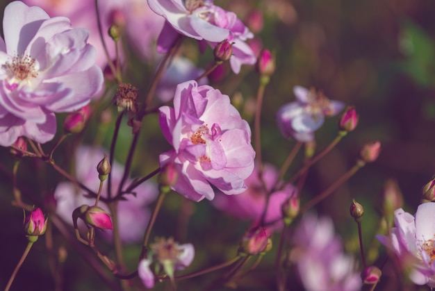 Rosas cor de rosa na luz da noite no jardim de outono