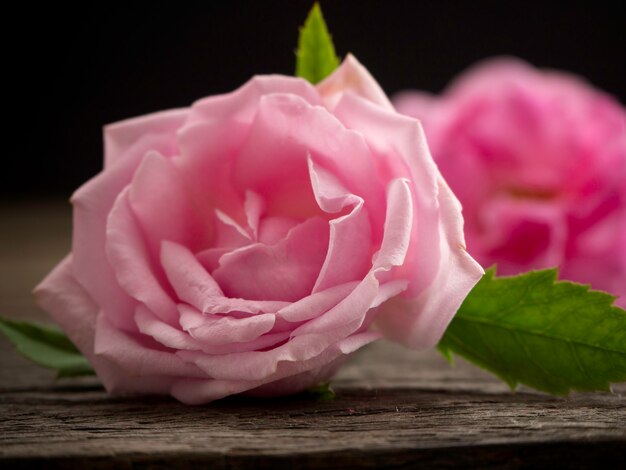 Rosas cor de rosa no chão de madeira velho.