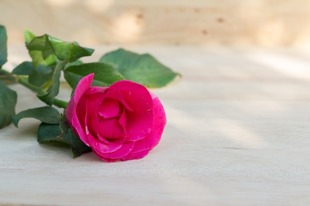 Rosas cor de rosa no dia dos namorados, fundo romântico