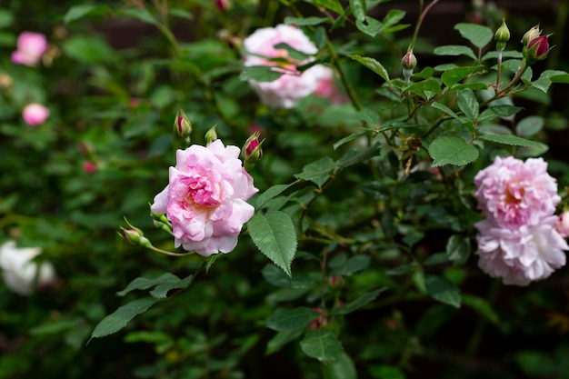 Rosas cor de rosa no jardim de rosas cor de rosa