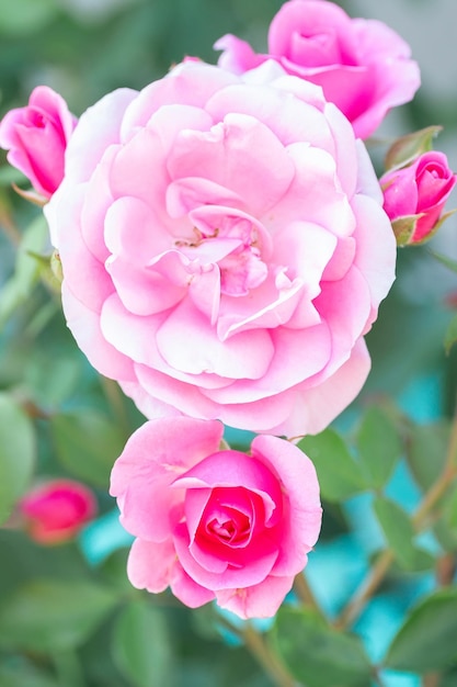 Foto rosas cor de rosa no jardim fundo floral de verão