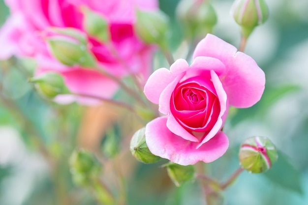 Rosas cor de rosa no jardim Fundo floral de verão