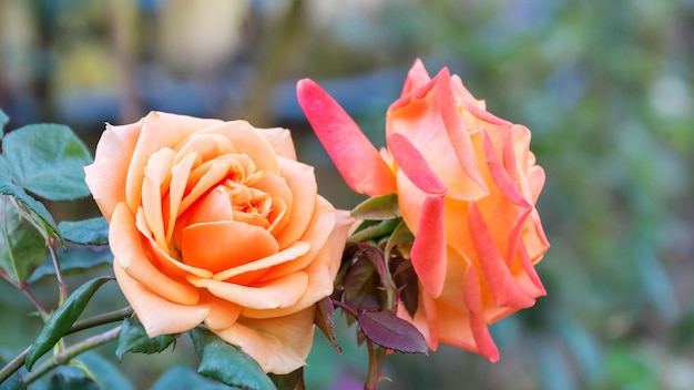 Foto rosas cor de rosa no jardim