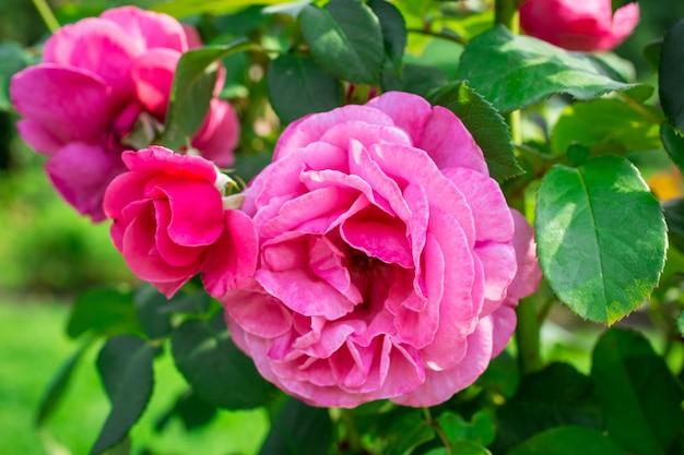 Rosas cor de rosa no jardim