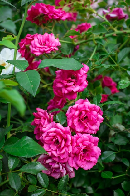 Rosas cor de rosa no jardim