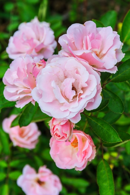 Rosas cor de rosa