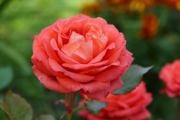 Rosas corais em plena floração em um jardim de rosas