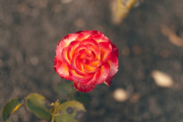 Rosas corais florescem no jardim.