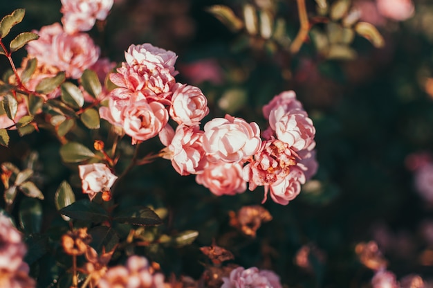 Rosas de coral florecen en el jardín.