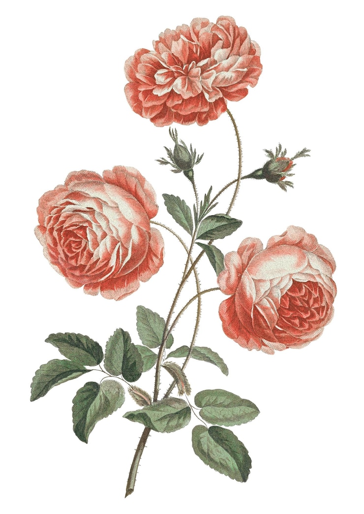 Foto rosas da provença adesivo de flor png fundo transparente