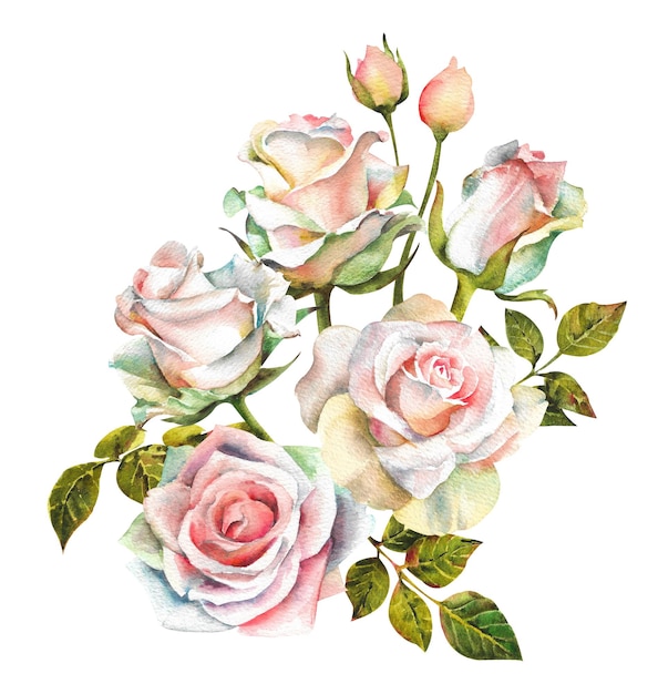 Rosas de aquarela Conjunto de rosas brancas com hastes deixa galhos e pequenos botões em um fundo branco