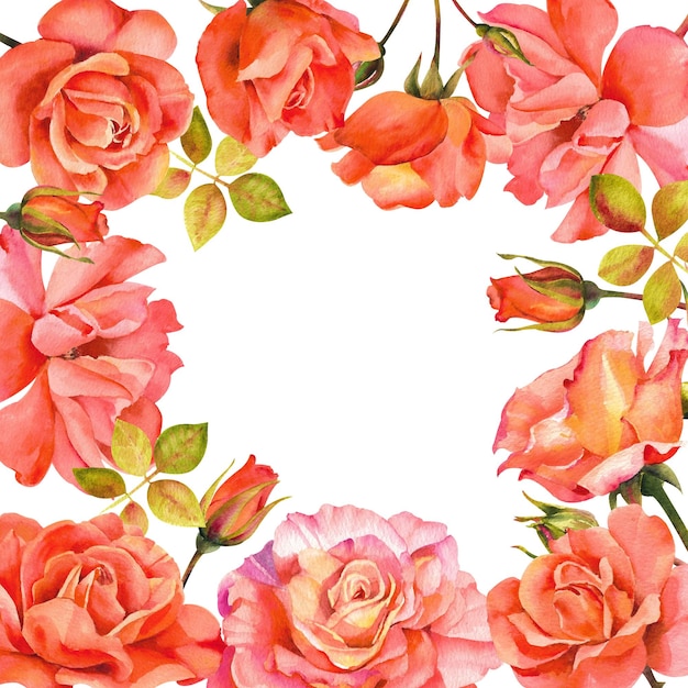 Foto rosas de aquarela vinheta redonda de rosas cor de rosa e pétalas isoladas em um fundo branco