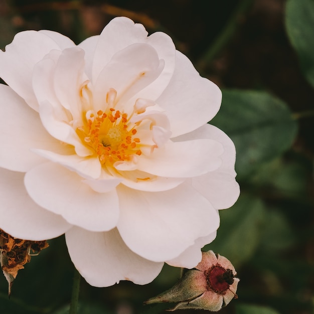 Rosas de baunilha ao ar livre conceito de amante de plantas mínimo