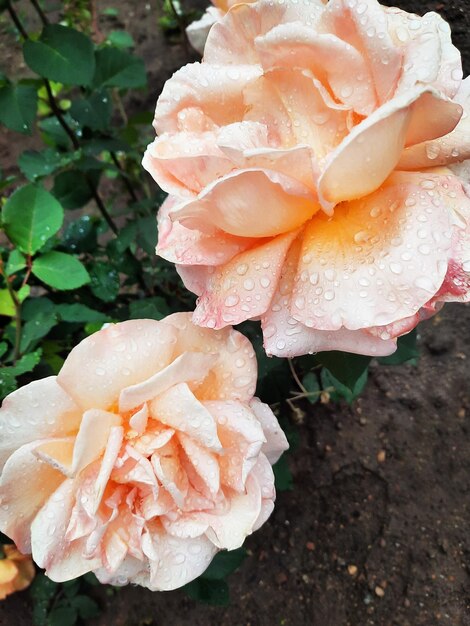 rosas de chá molhadas