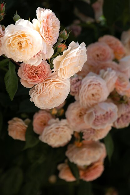 Foto rosas de david austin. arbusto florido.