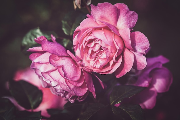 Rosas de jardim cor de rosa à noite